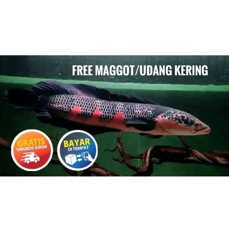 Red Barito Grade A+++ Super Merah Premium