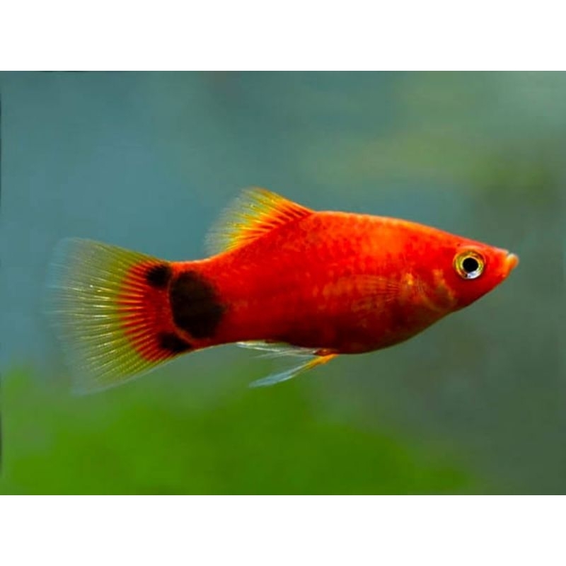 Ikan Platy Red Wagtail