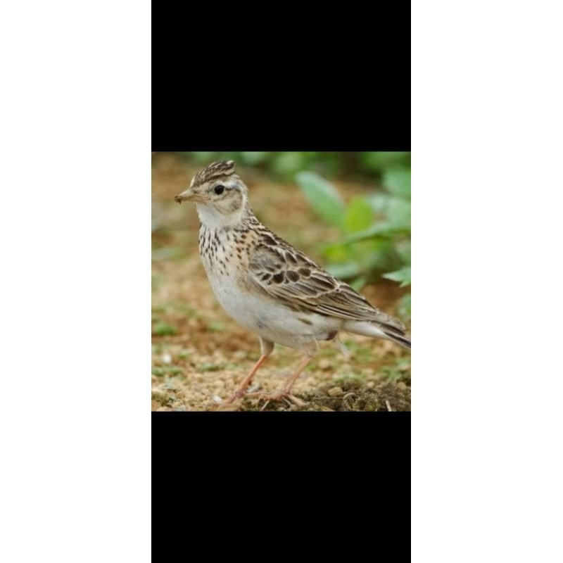 Branjangan Sonca bahan rawatan