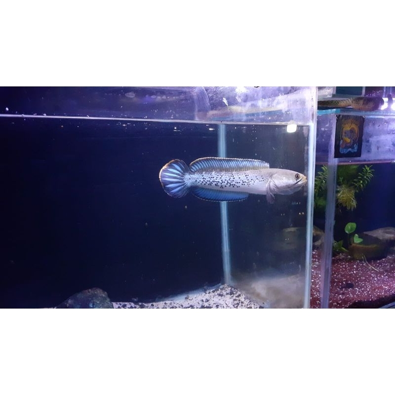 Stewartii 2e lebih MURAH....