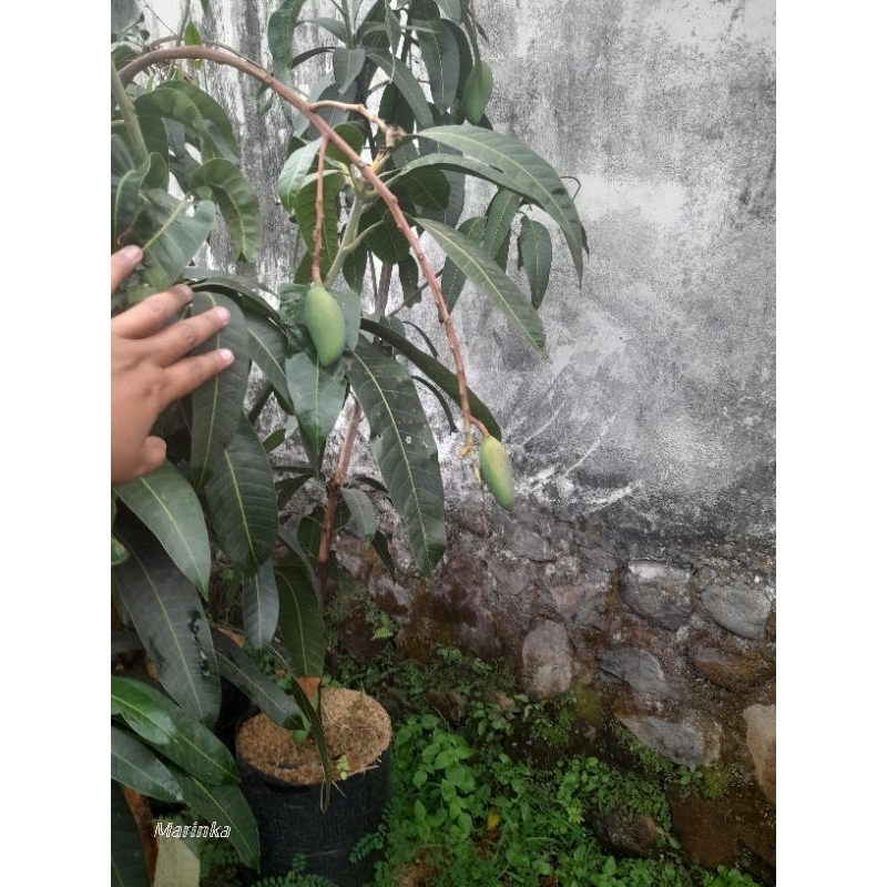 bibit mangga kiojay berbuah