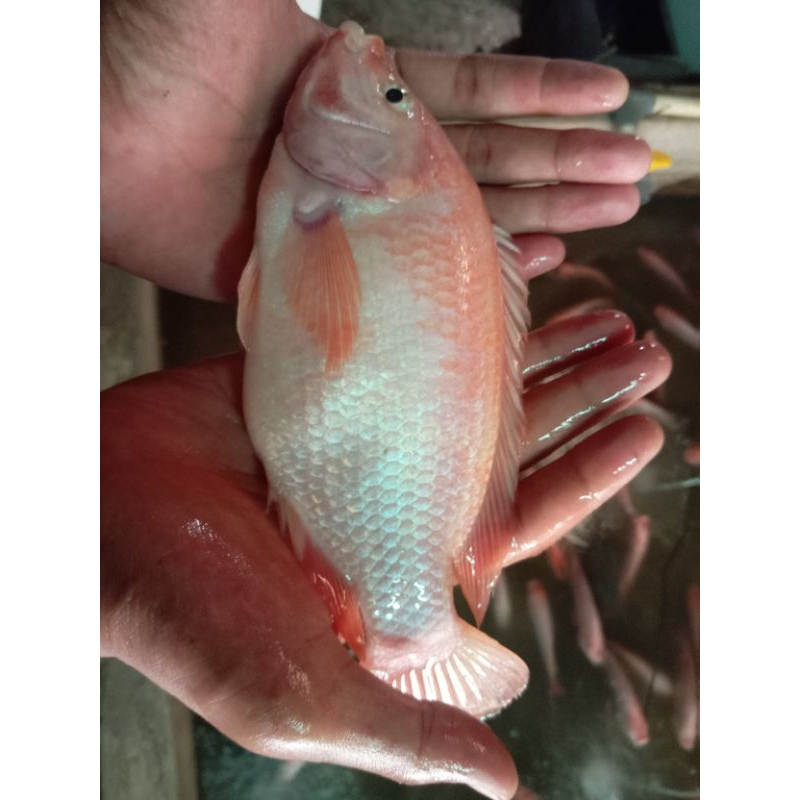 

ikan nila merah bangkok 4 jari