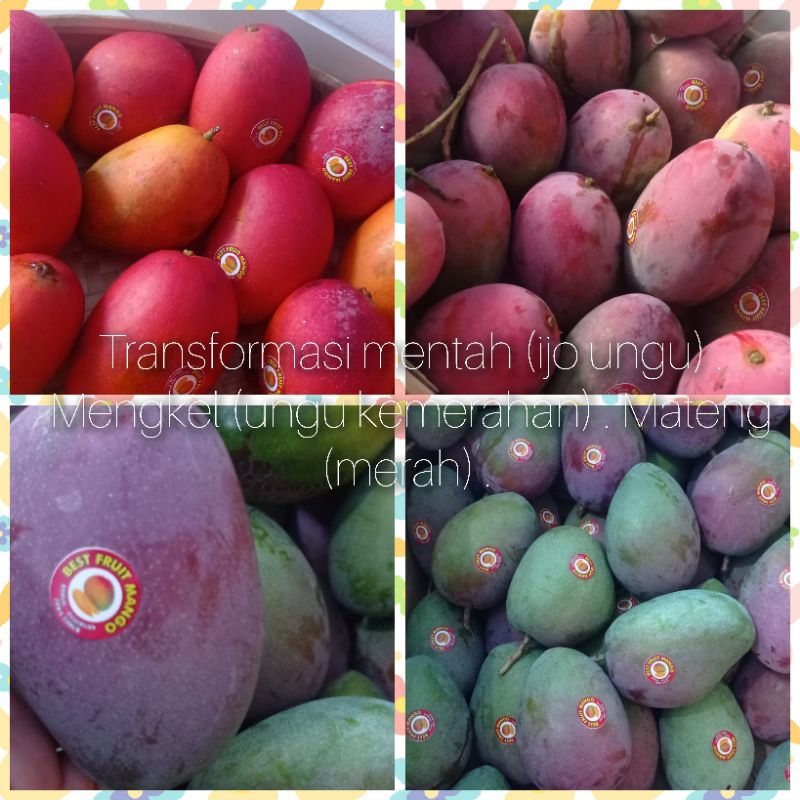 

Mangga Garifta Segar Fresh Pasuruan Jawa Timur Per Kg