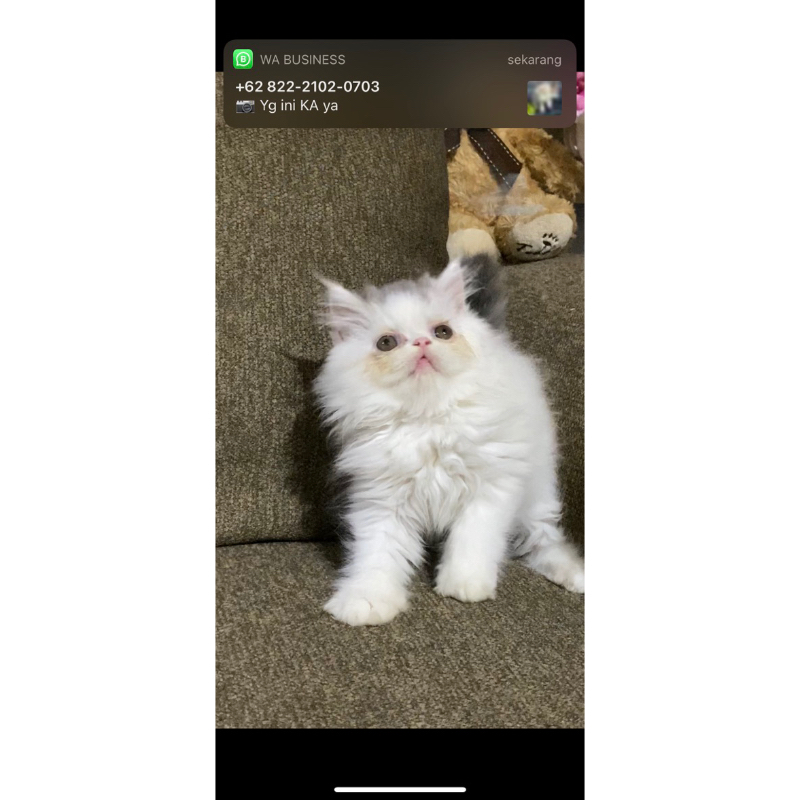 kucing muchkin ns peak