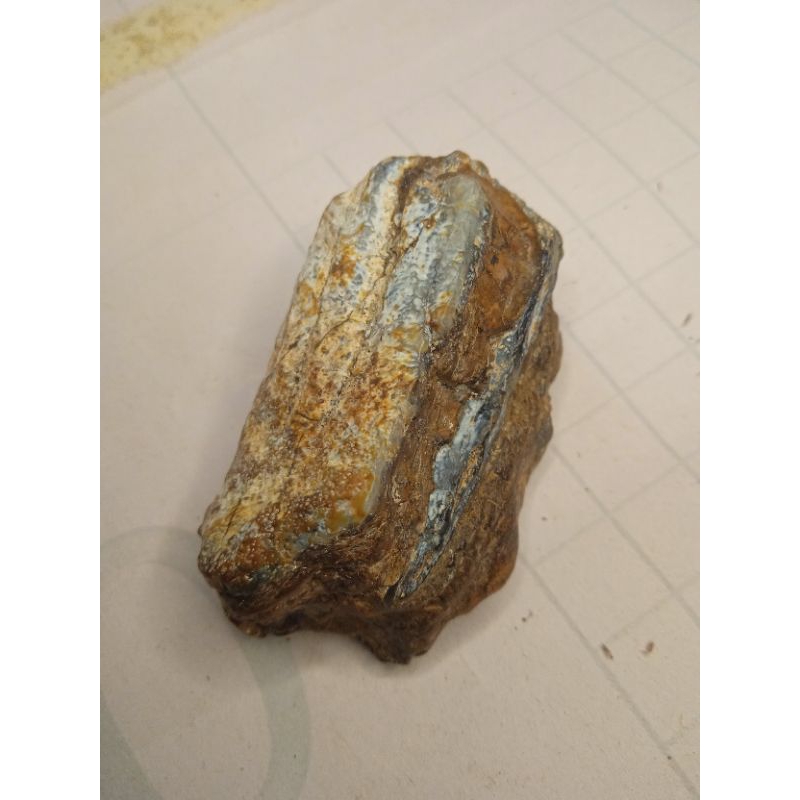 membatu jutaan tahun yg lalu