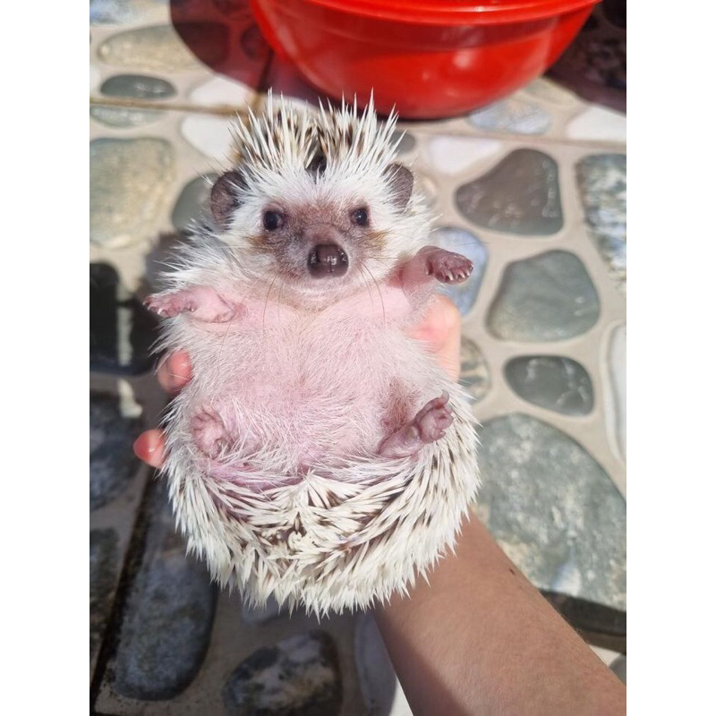 Landak mini betina salt and pepper