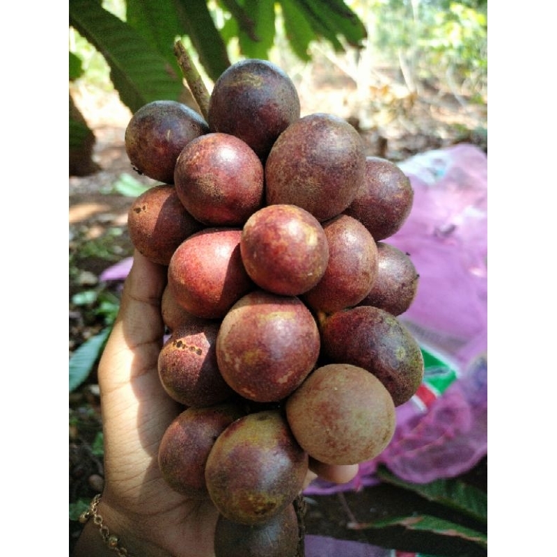 

BUAH MATOA 2KG FRESH BARU METIK ASLI PATI