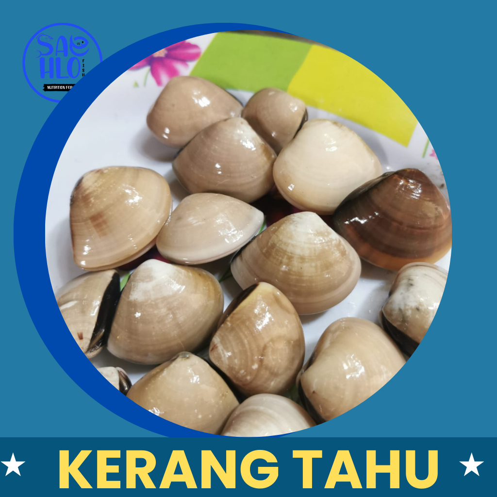 

Kerang Tahu