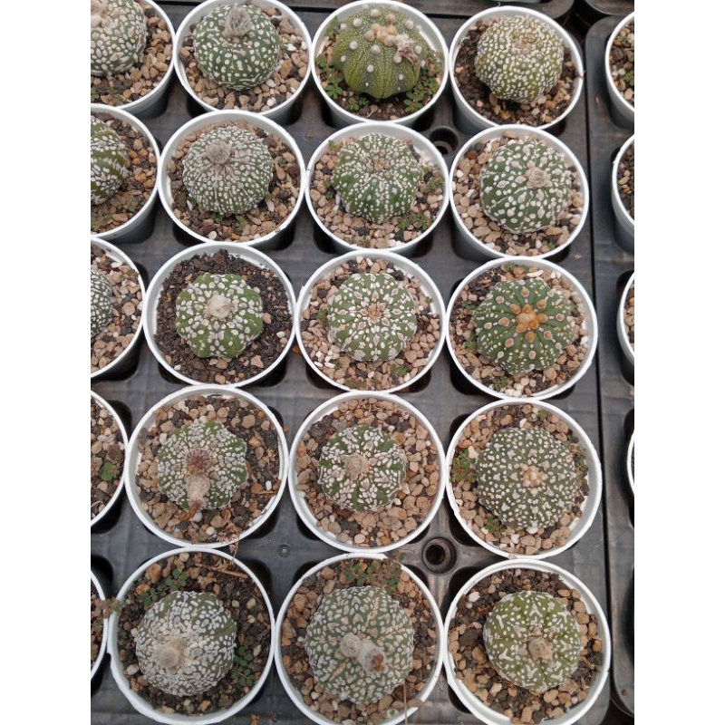 Astrophytum Superkabuto