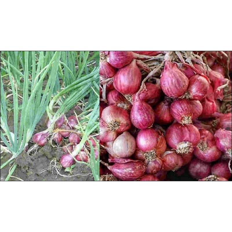 

bawang merah asli karo