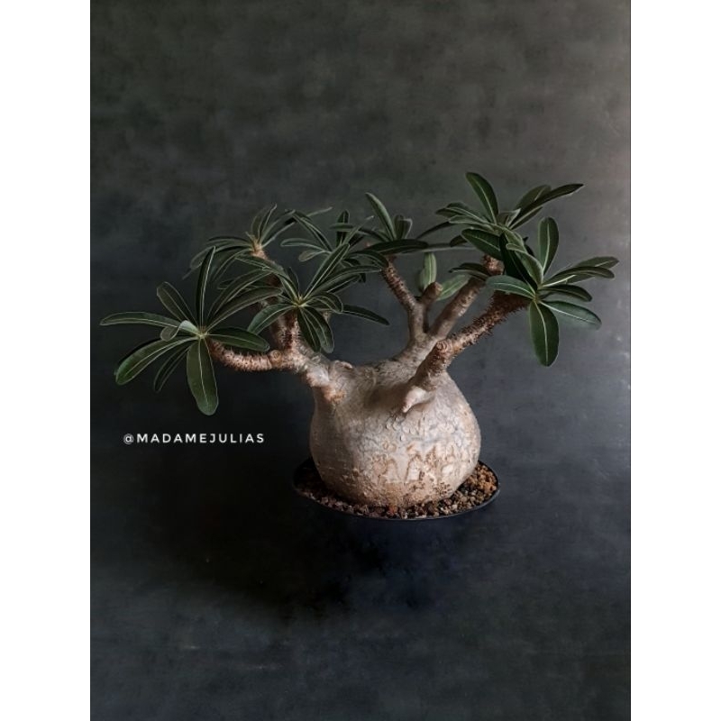 Tanaman Hias Pachypodium Gracilius