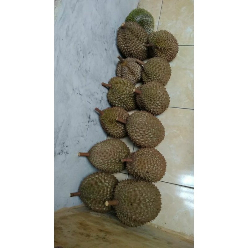 

durian lokal