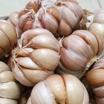 

Bawang putih MURAH/Grosir/Asli Brebes