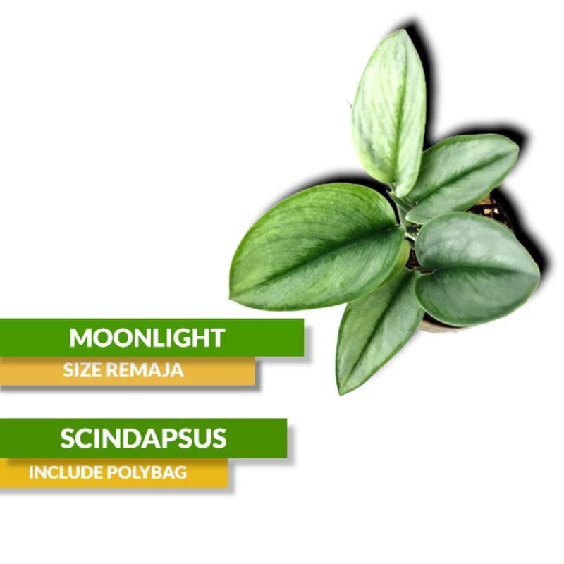 TANAMAN HIAS MOONLIGHT SCINDAPSUS