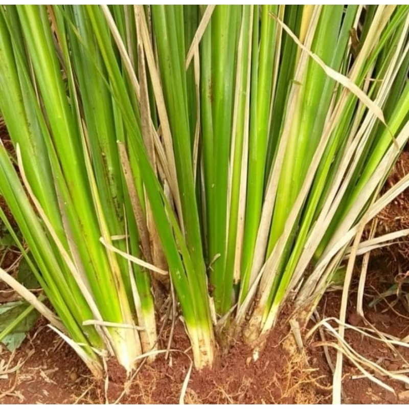Tanaman Vetiver Rumput Akar Wangi Rumput Vetiver Murah Harga Perbatang