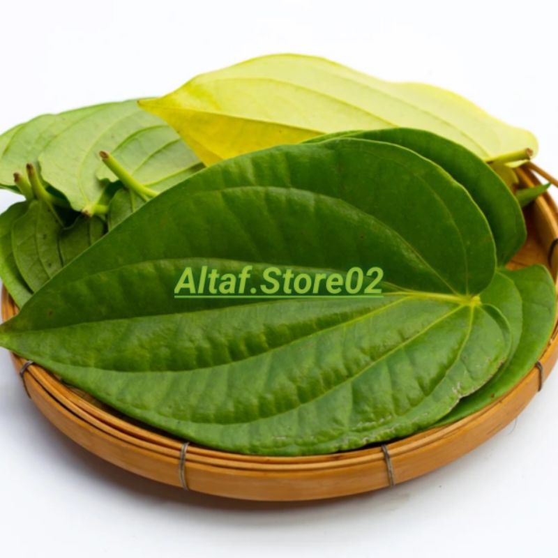 

daun sirih hijau segar