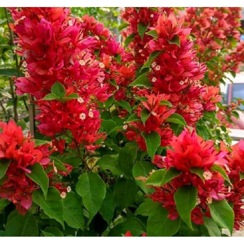 Bougenville ekor musang merah Original