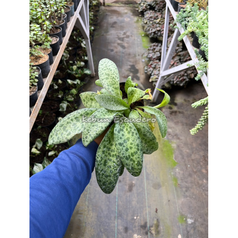 Tanaman Hias Lidah Katak | Sukulen Lidah Katak