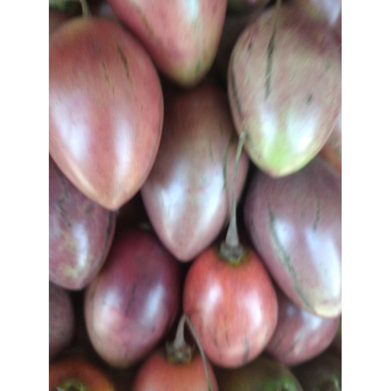 

Buah Terong Terung belanda segar
