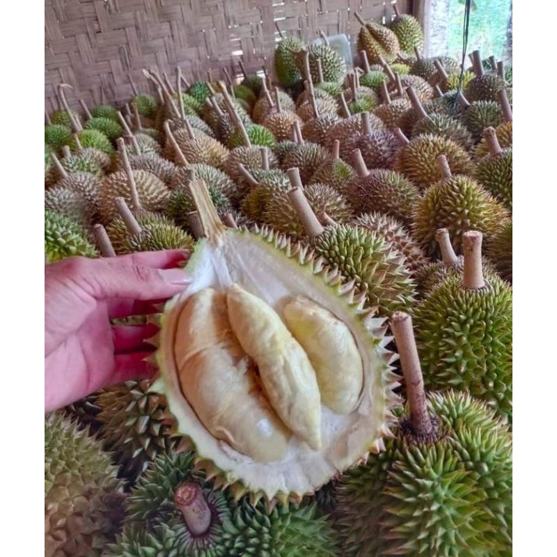 

buah durian lokal Baduy 32rb