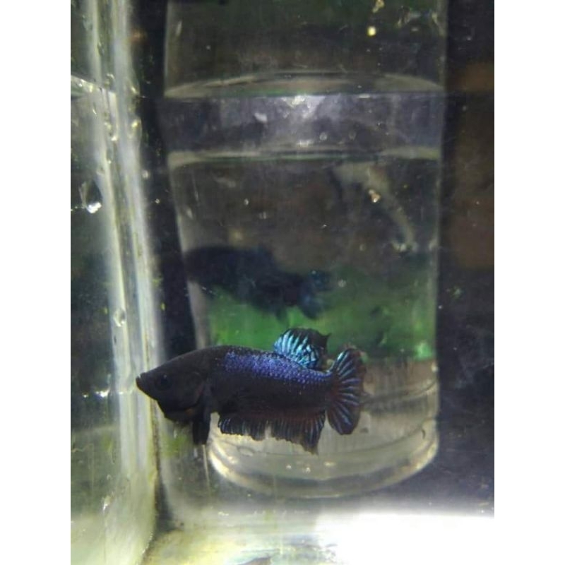 cupang adu line sakai