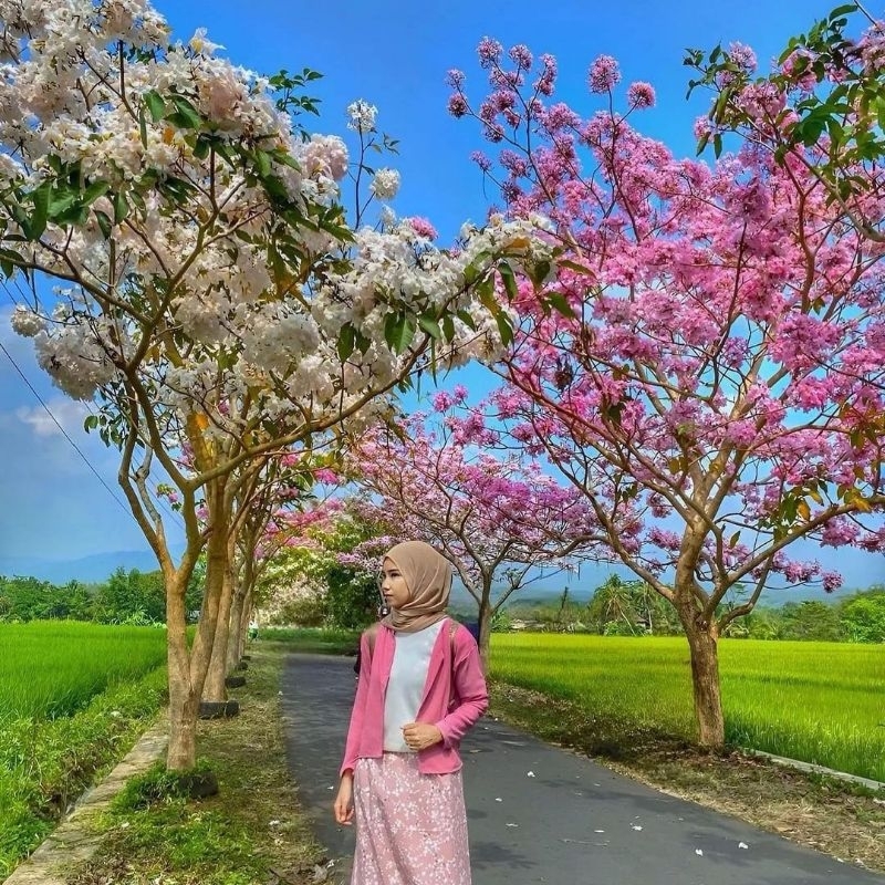 tanaman hias bunga tabebuya rosea pohon tabebuya rosea tinggi 2 meter