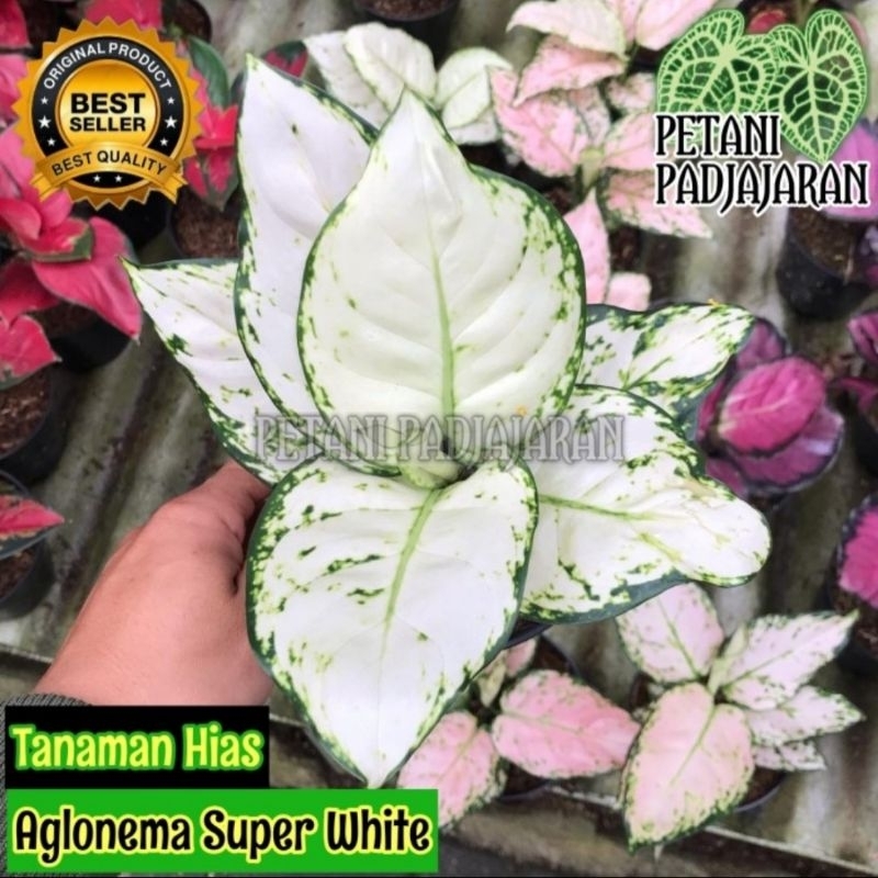 Tanaman Hias Aglonema Super White - Aglonema Super White