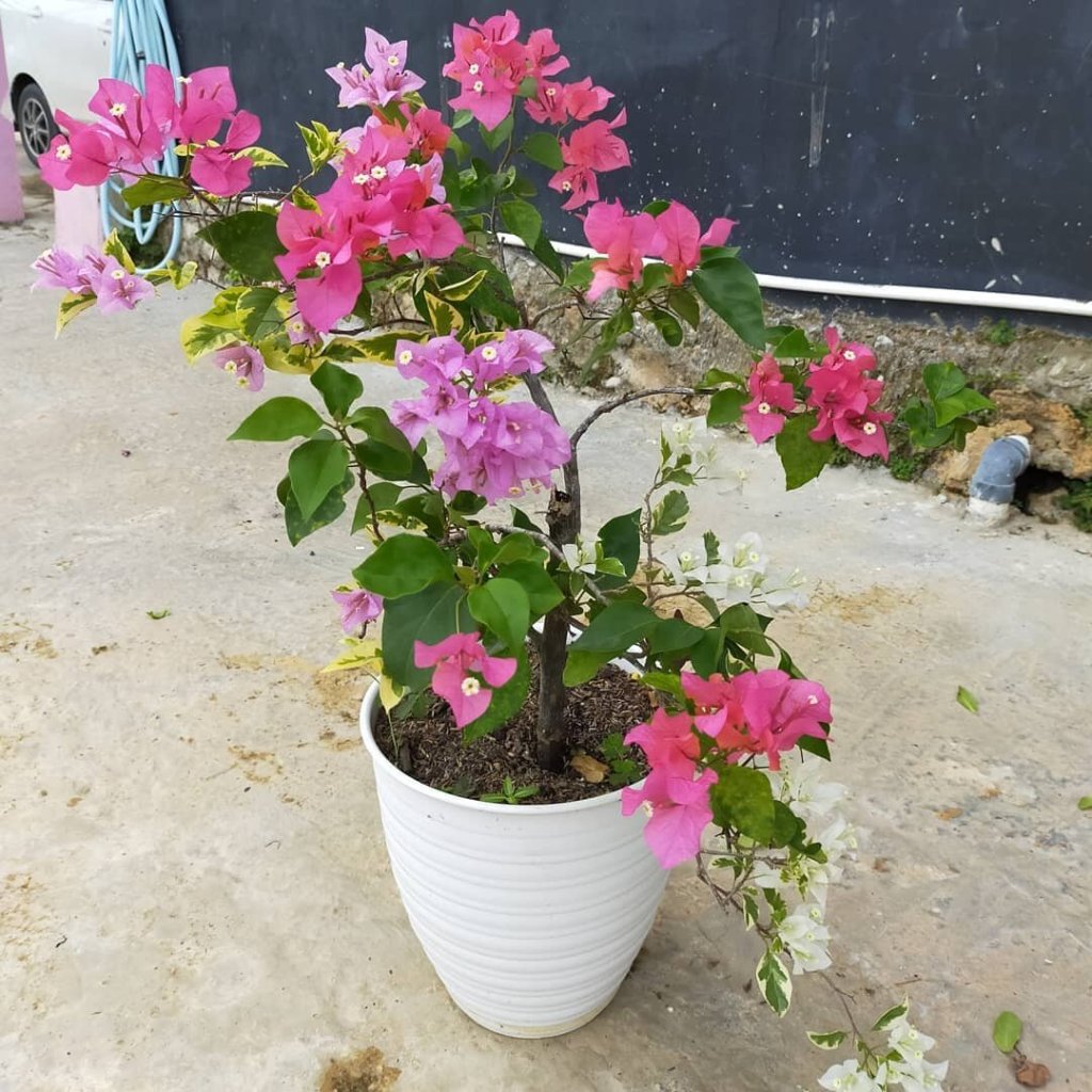 Tanaman Hias Bougenville 3-4 Warna Kondisi Rimbun Batang Besar