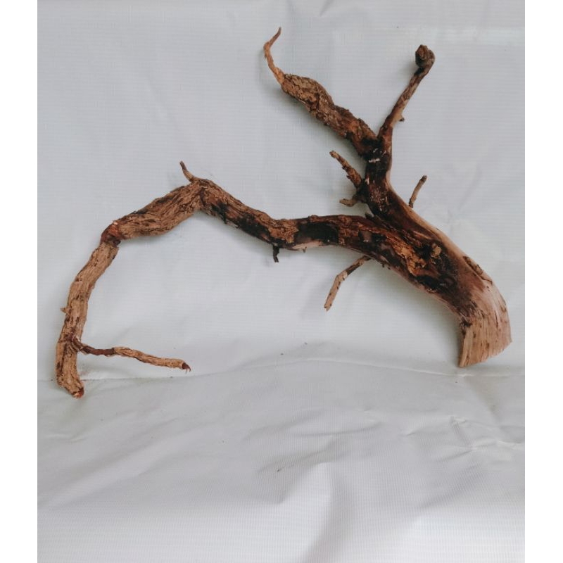 kayu santigi karang asli untuk aquascape