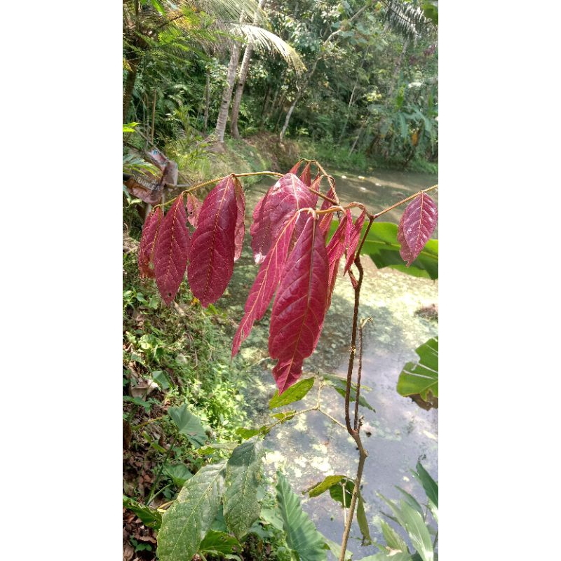 

TERMURAH DAUN JENGKOL MUDA SEGAR PER 30 LEMBAR