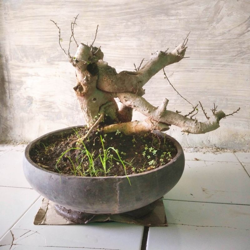 Bonsai SERUT batang besar tinggi 30 cm