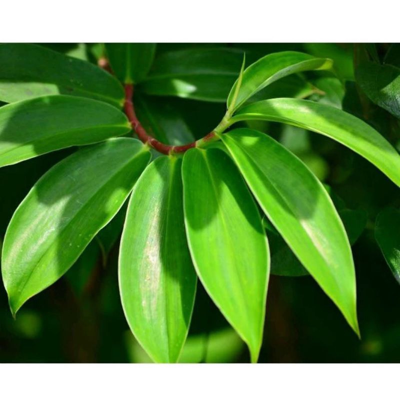 

daun pacing segar 1 kg obat herbal alami