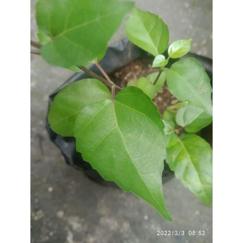 

daun Singkil segar 1 kg