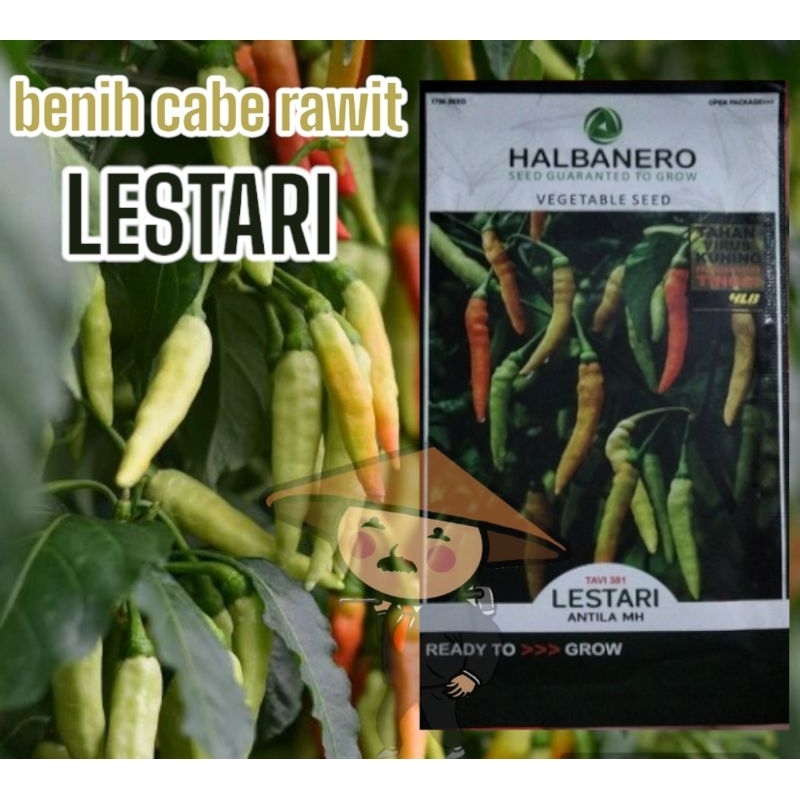 benih cabai rawit LESTARI 10 gram - cabai rawit tahan layu dan tahan virus