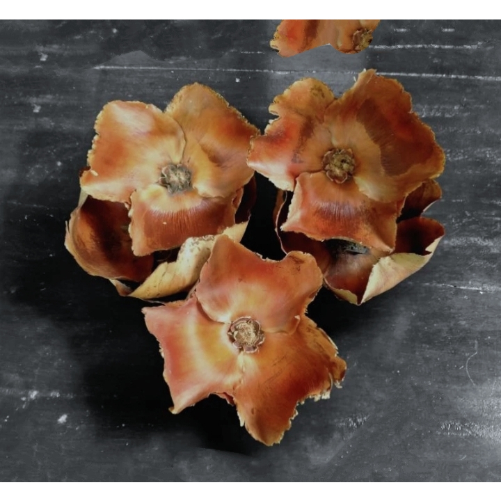 Kelopak buah Siwalan