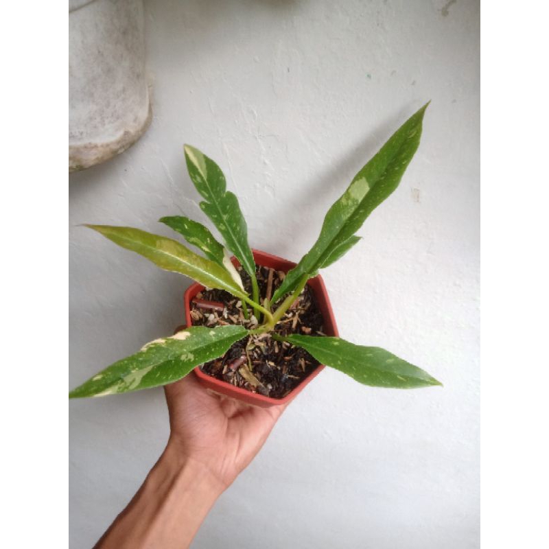 Philodedron ring of fire varigata