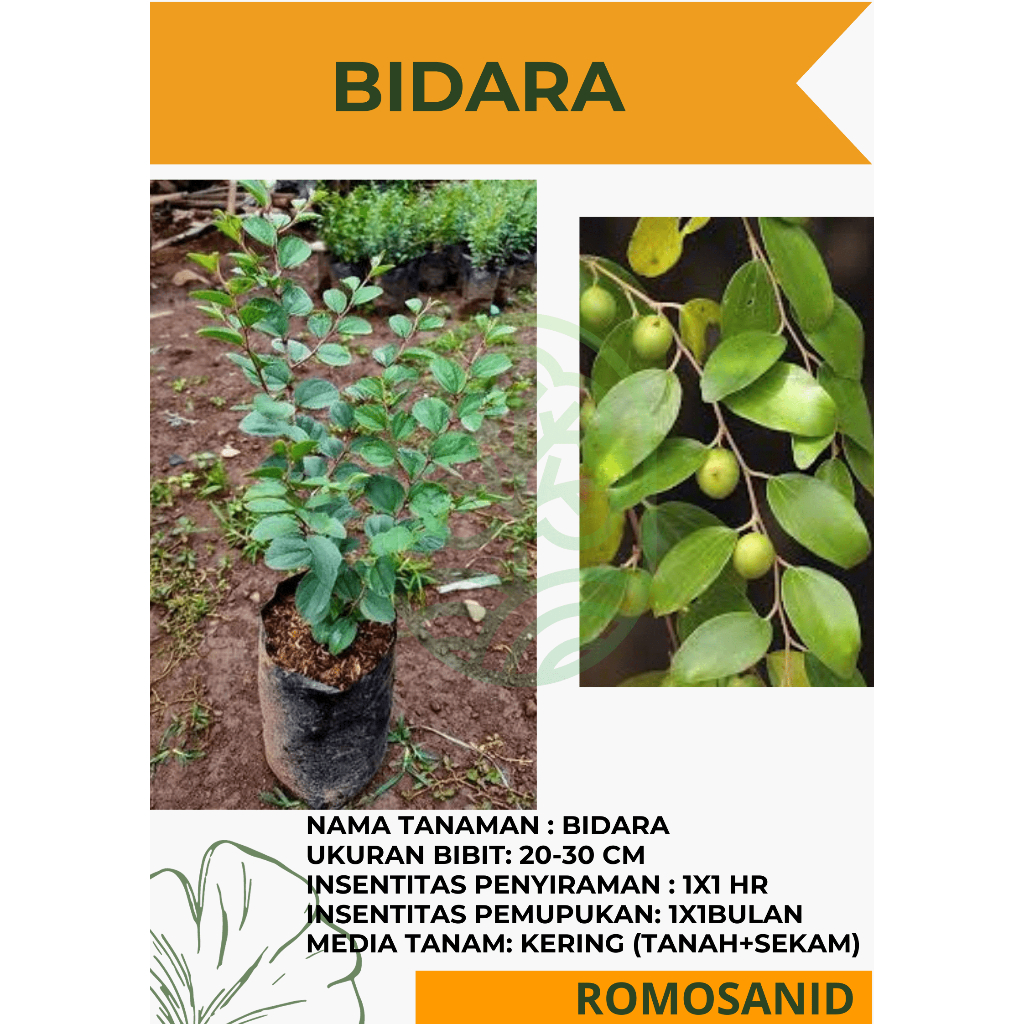 Bibit Tanaman Pohon Bidara Arab Asli Daun Bidara Arab bibit bunga - romosan.id