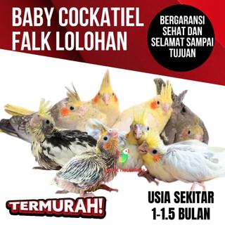 Parrot falk / parkit australi lolohan anakan jinak burung cockatiel baby