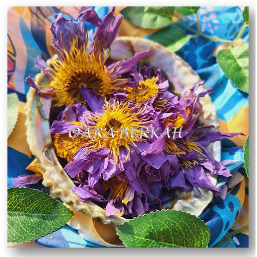 

SUPER AMPUH BUNGA LOTUS BIRU IMPOR // DRIED BLUE LOTUS // BUNGA LOTUS KERING!!!