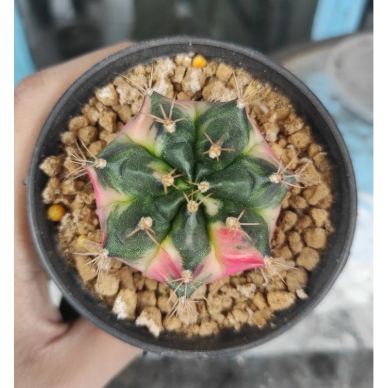 kaktus cactus pink giant gymno miha