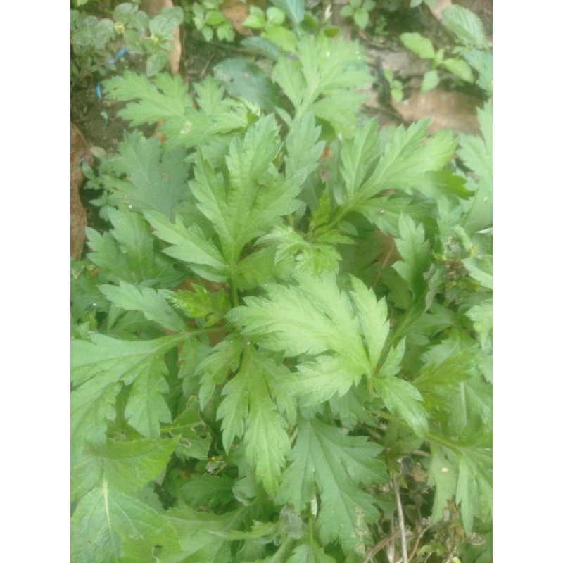 

Daun baru cina asli segar mugwort 500gram