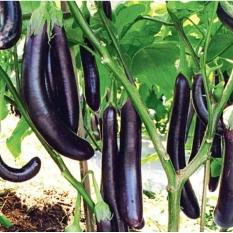 50 BENIH BIJI TERONG UNGU ANTABOGA