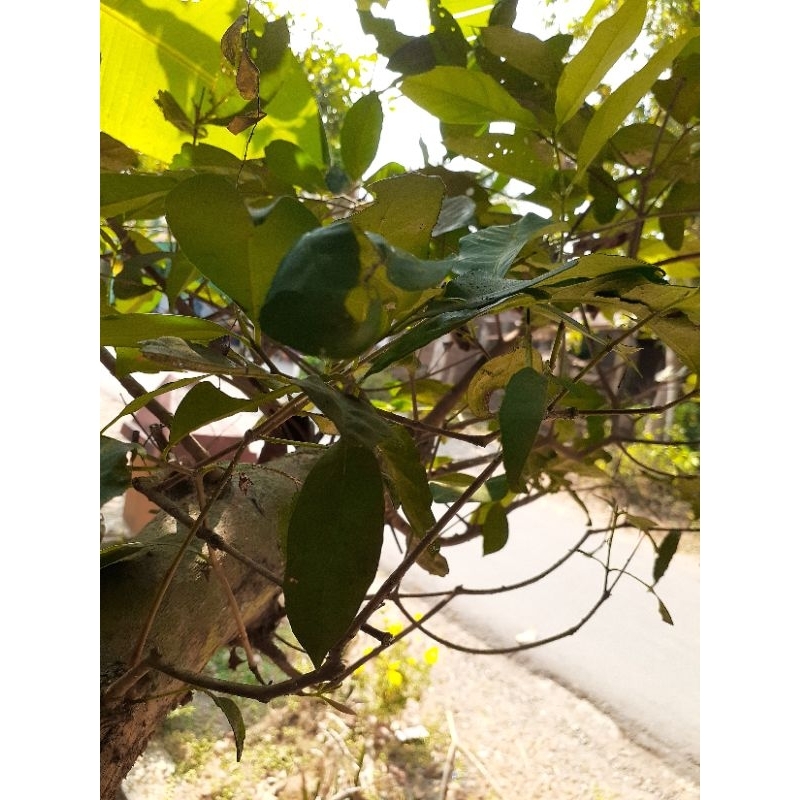 

daun salam