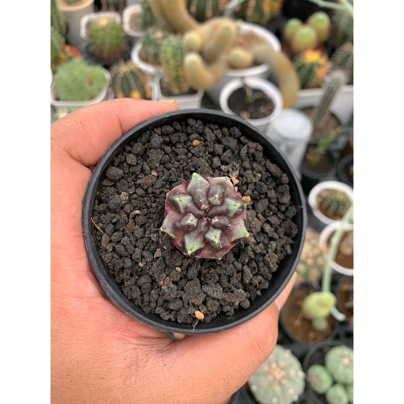 kaktus gymno daydream onroot berakar