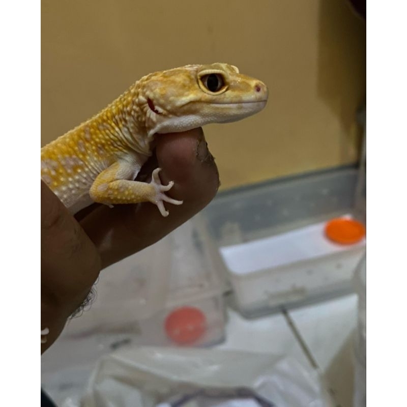 mainan GECKO anak HIDUP (BELL STRIPE)