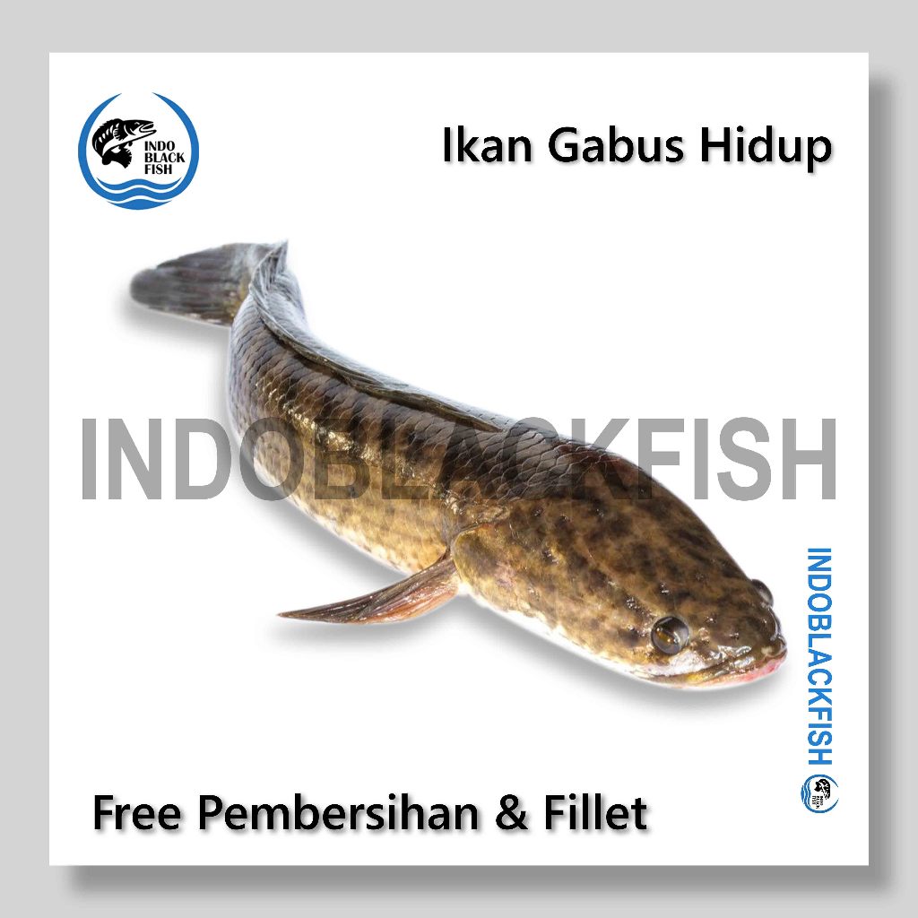 

Ikan Gabus Kutuk Segar Hidup Obat Alami Penyembuh Luka Dalam