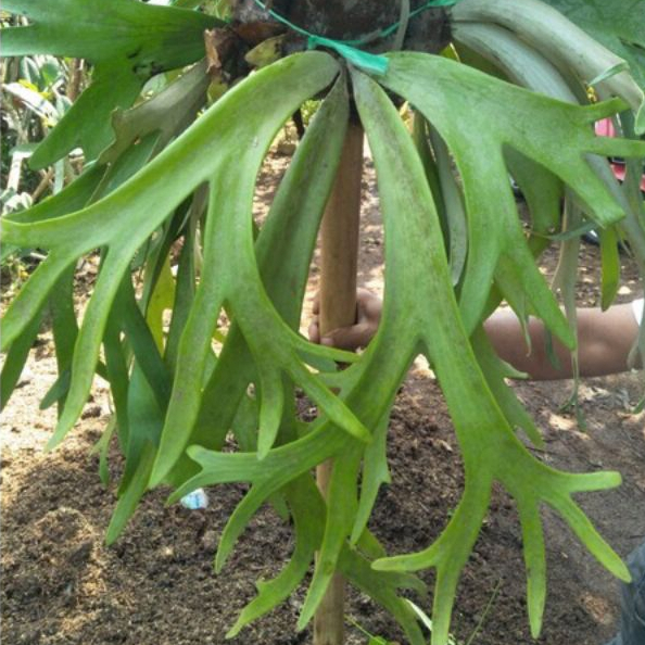 Tanaman Hias Tanduk Rusa, Tanduk Rusa