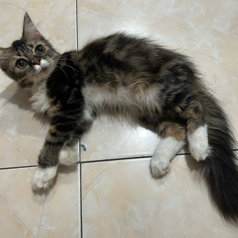 kucing anggora Persia medan