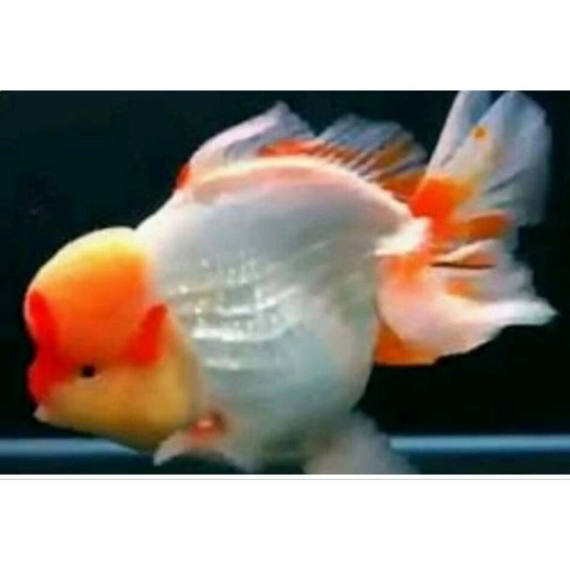 

Ikan hidup