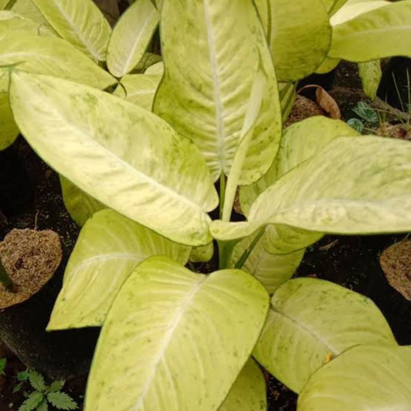 (Best) Diven Tisu Bahagia / warna jreng / siap tanam